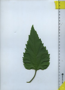 leaftop