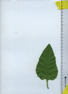 leaftop