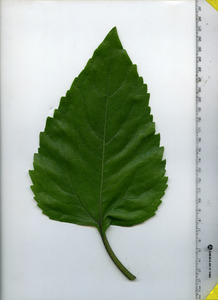 leaftop