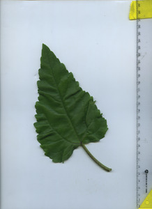 leaftop
