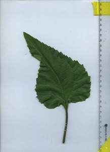 leaftop