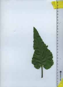leaftop
