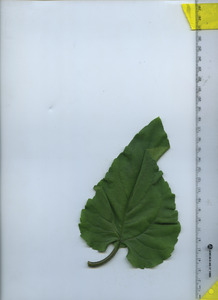 leaftop