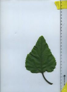 leaftop