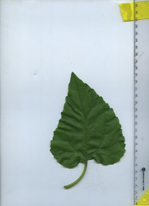 leaftop