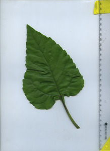 leaftop