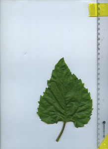 leaftop
