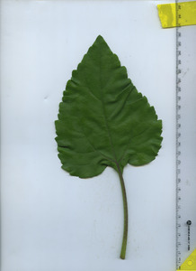 leaftop