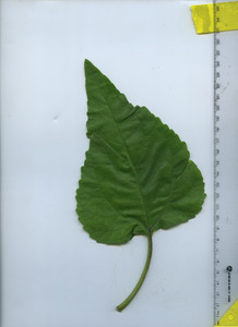 leaftop