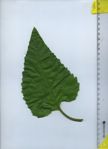 leaftop