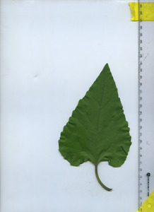 leaftop