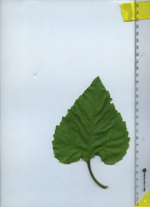 leaftop