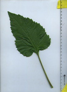 leaftop