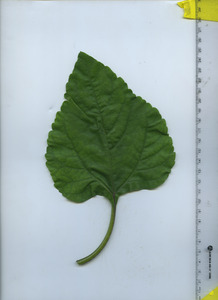 leaftop