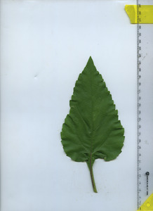 leaftop