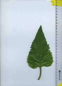 leaftop