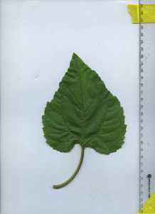 leaftop