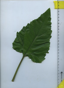 leaftop