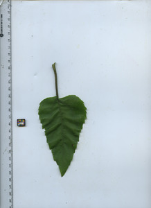 leaftop