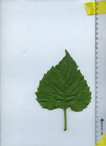 leaftop