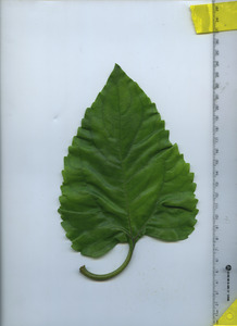leaftop