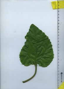 leaftop