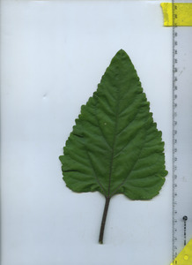 leaftop
