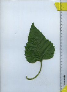 leaftop