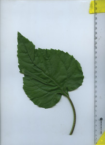 leaftop