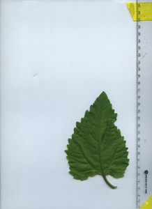 leaftop
