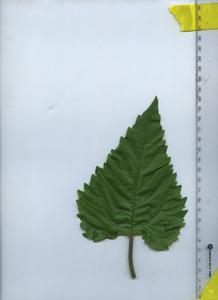 leaftop