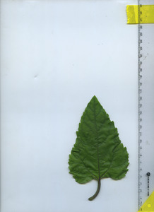 leaftop