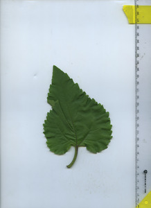 leaftop