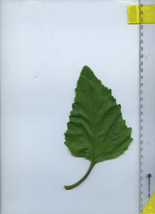 leaftop