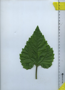 leaftop