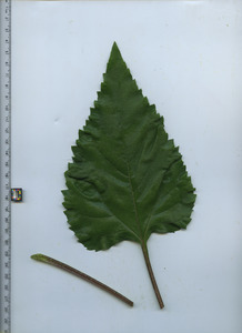 leaftop