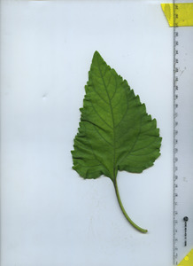 leaftop