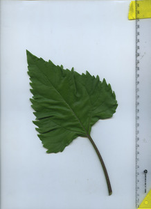 leaftop