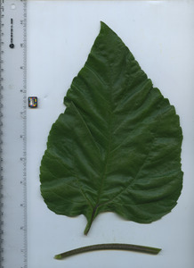leaftop