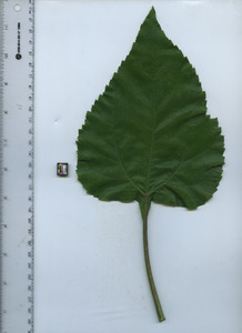 leaftop
