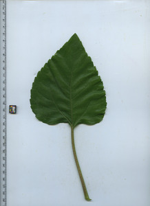 leaftop