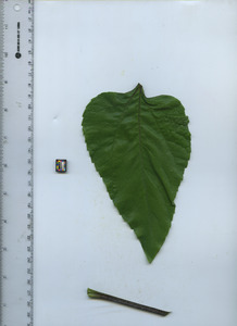 leaftop