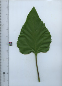 leaftop