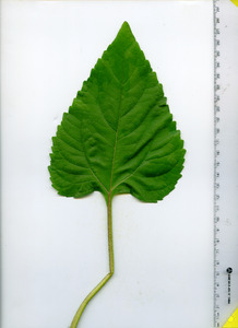 leaftop