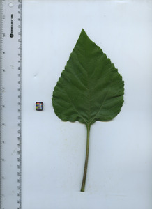 leaftop