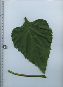 leaftop