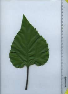 leaftop