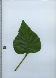 leaftop