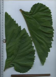 leaftop