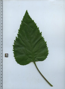 leaftop